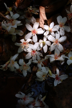 大艽芎古道─桐花