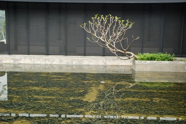 大溪老茶廠_19