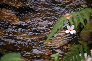 hakka-tung_6