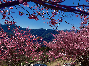 繁花似錦_5