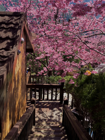 繁花似錦_9