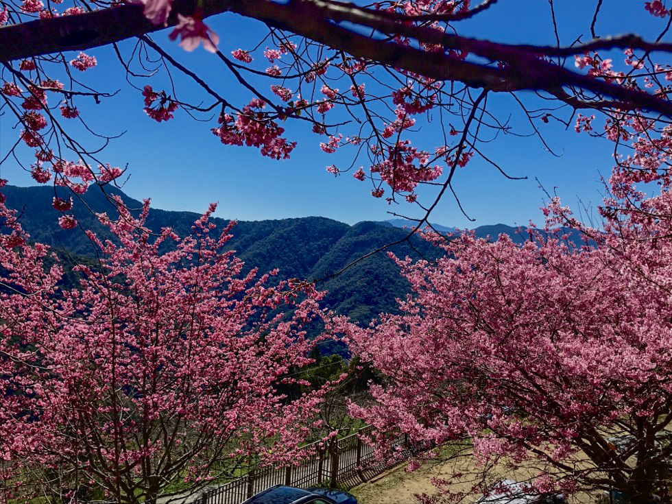 繁花似錦_5